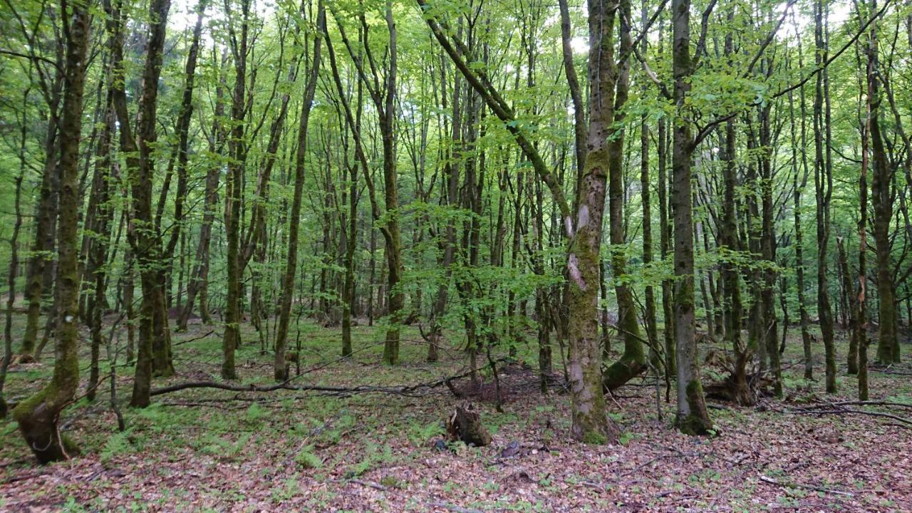 Haus Hasenmueller Appartement Schmiedefeld am Rennsteig Buitenkant foto